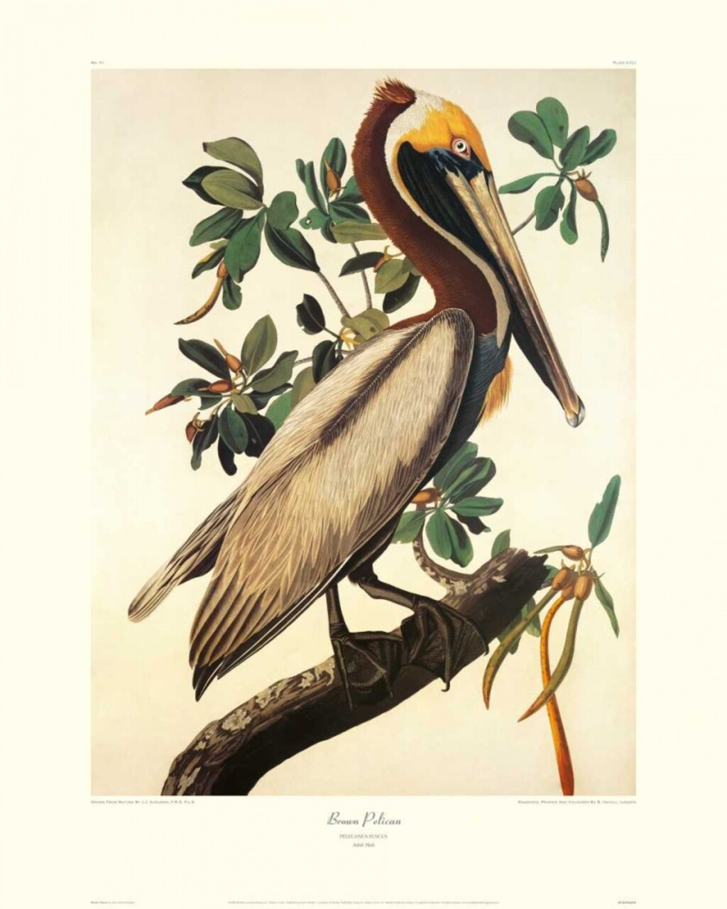 Brown Pelican Poster Print by John James Audubon - Item # VARPDX132790
